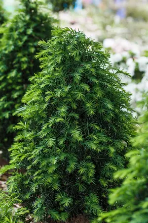 Taxus b. 'H?pkens Giant' - 45 CM BALL C25 - image 2