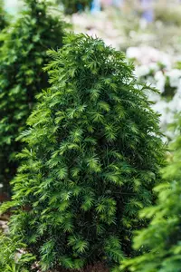 Taxus b. 'H?pkens Giant' - 45 CM BALL C25 - image 2