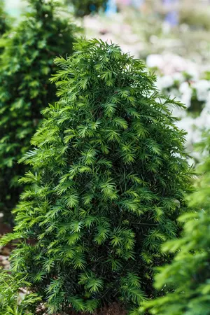 Taxus b. 'H?pkens Giant' - 30-35 CM BALL C7.5