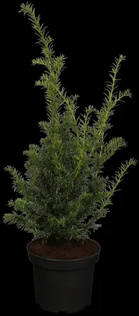 Taxus b. 'H?pkens Giant' - 45 CM BALL C25 - image 1