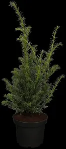 Taxus b. 'H?pkens Giant'