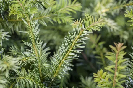 Taxus b. 'Ivory Tower' - 40-50 CM C5 - image 1