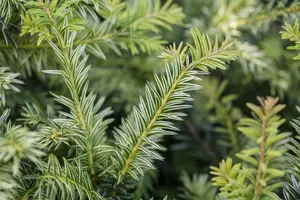 Taxus b. 'Ivory Tower' - 40-50 CM C5 - image 4