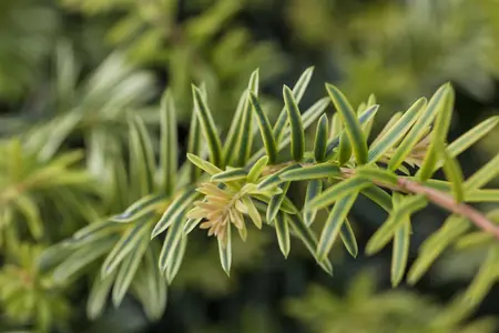 Taxus b. 'Ivory Tower' - 40-50 CM C5 - image 2
