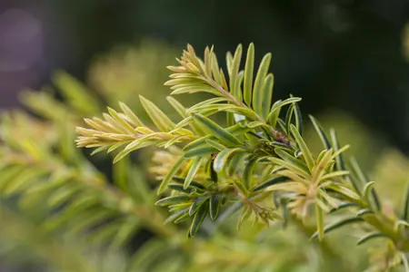 Taxus b. 'Ivory Tower' - 40-50 CM C5 - image 3