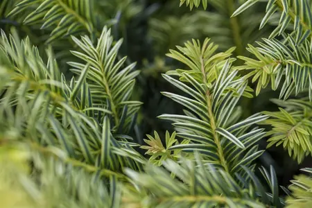 Taxus b. 'Ivory Tower' - 40-50 CM C5 - image 4