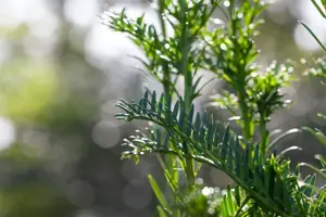 Taxus b. 'Litfass'
