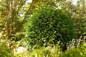 Taxus b. 'Nissen's Pr?sident'