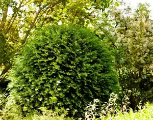 Taxus b. 'Nissen's Pr?sident' - 50-60 CM RB - image 2