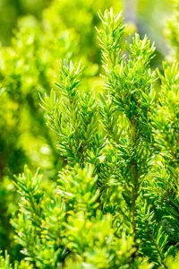 Taxus b. 'Overeynderi' - 25-30 CM C3.5 - image 5