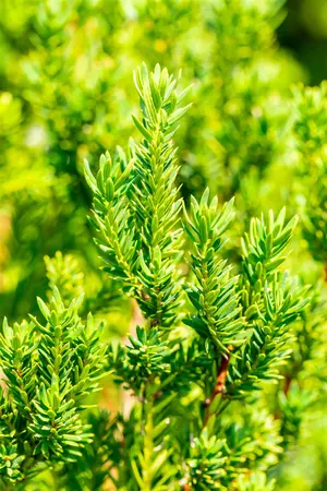 Taxus b. 'Overeynderi' - LINERS 24 CEL TRAY P9 SIZE - image 5