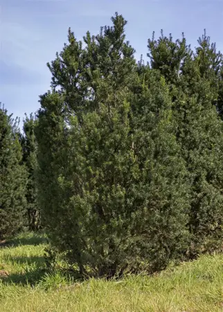 Taxus b. 'Overeynderi' - 100-125 CM RB - image 3
