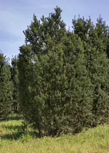 Taxus b. 'Overeynderi' - 120-140 CM RB - image 3