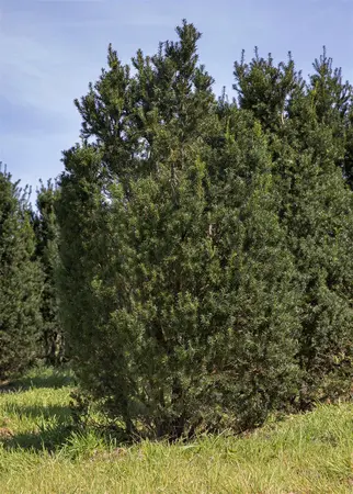 Taxus b. 'Overeynderi' - 100-125 CM C12 - image 3