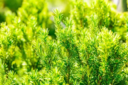 Taxus b. 'Overeynderi' - 25-30 CM C3.5 - image 4