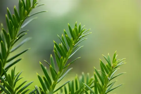 Taxus b. 'Overeynderi' - 120-140 CM RB - image 2