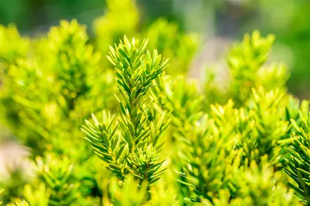 Taxus b. 'Overeynderi' - P9 - image 5