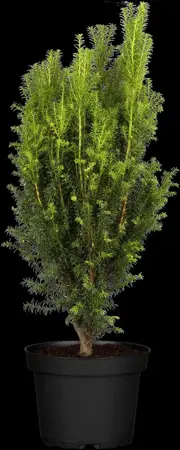 Taxus b. 'Overeynderi' - 100-125 CM RB - image 1