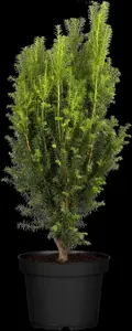 Taxus b. 'Overeynderi' - 100-125 CM RB - image 1