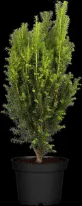 Taxus b. 'Overeynderi' - 100-125 CM C12 - image 1