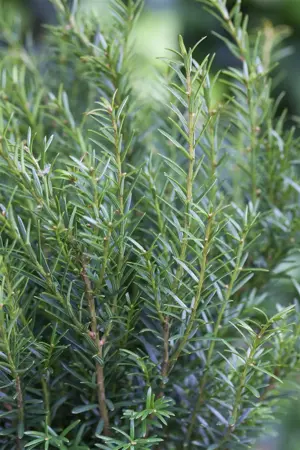 Taxus b. 'Renke's Kleiner Gr?ner' - DOME 100-110 CM RB - image 4