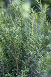 Taxus b. 'Renke's Kleiner Gr?ner' - DOME 100-110 CM RB - image 4