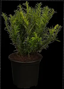 Taxus b. 'Renke's Kleiner Gr?ner'