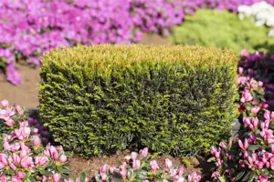 Taxus b. 'Renke's Kleiner Gr?ner' - DOME 100-110 CM RB - image 2