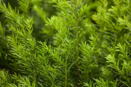 Taxus b. 'Renke's Kleiner Gr?ner' - DOME 100-110 CM RB - image 3