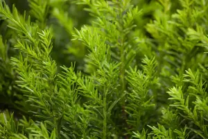 Taxus b. 'Renke's Kleiner Gr?ner' - DOME 100-110 CM RB - image 3