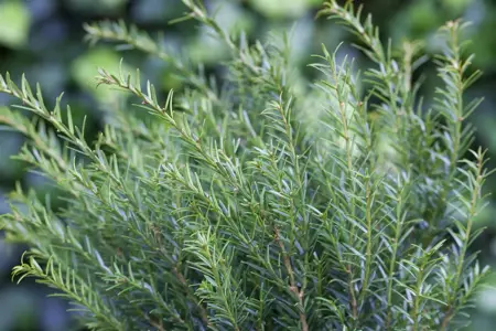 Taxus b. 'Renke's Kleiner Gr?ner' - DOME 100-110 CM RB - image 5