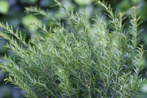 Taxus b. 'Renke's Kleiner Gr?ner' - DOME 100-110 CM RB - image 5