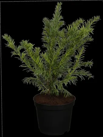 Taxus b. 'Repandens' - 2 Ltr pot - image 1