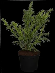 Taxus b. 'Repandens'