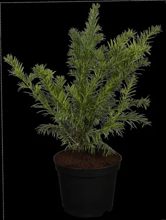 Taxus b. 'Repandens' - 25-30 CM C3.5 - image 1
