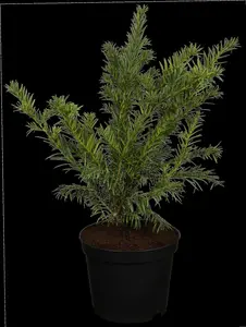 Taxus b. 'Repandens' - 25-30 CM C3.5 - image 1