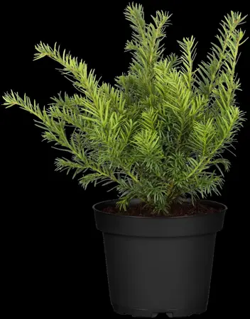 Taxus b. 'Repandens' - 30-40 CM RB - image 5