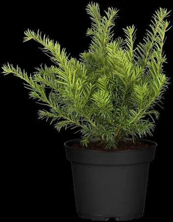 Taxus b. 'Repandens' - 30-35 CM C3.5 - image 5
