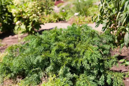 Taxus b. 'Repandens' - 2 Ltr pot - image 2