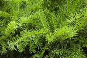 Taxus b. 'Repandens' - 2 Ltr pot - image 3