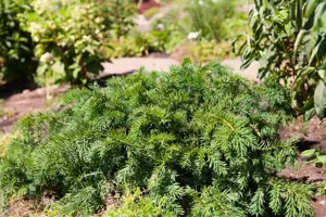 Taxus b. 'Repandens' - 30-40 CM RB - image 2