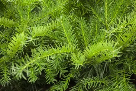 Taxus b. 'Repandens' - 30-40 CM RB - image 3