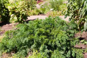 Taxus b. 'Repandens' - 80-100 CM C60 - image 5