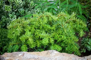 Taxus b. 'Repandens' - 80-100 CM C60 - image 4
