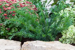 Taxus b. 'Repandens' - 80-100 CM C60 - image 5