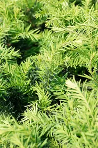 Taxus b. 'Schwarzgr?n' - 15-20 CM P9 - image 4