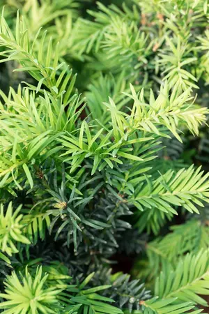 Taxus b. 'Schwarzgr?n' - 15-20 CM P9 - image 5