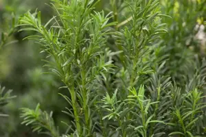 Taxus b. 'Schwarzgr?n'