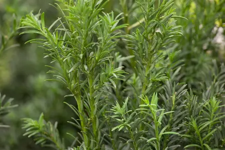 Taxus b. 'Schwarzgr?n' - 15-20 CM P9 - image 1