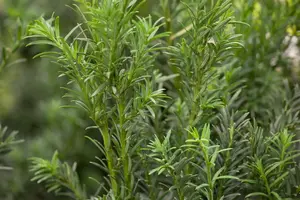 Taxus b. 'Schwarzgr?n'
